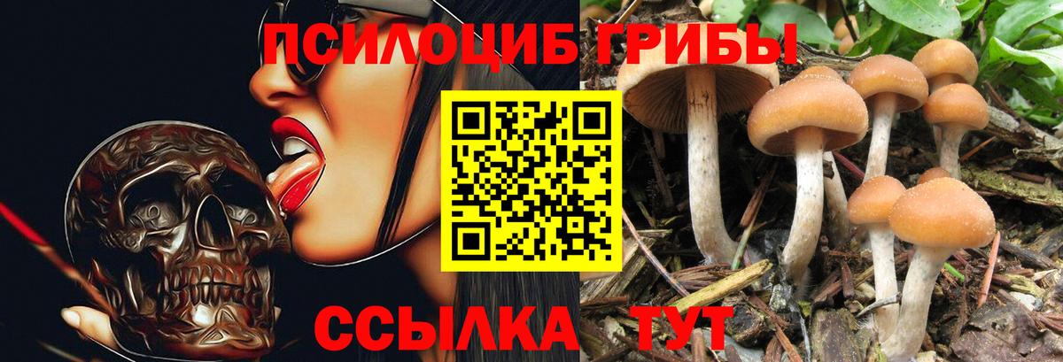 Псилоцибиновые грибы мицелий  Вход с VPN  купить наркотик  Балтийск 